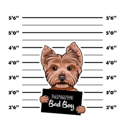 bad dog